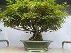 Oude azalea bonsai, Tuin en Terras, Ophalen of Verzenden, Zomer