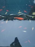 Allerlei vissen te koop, Dieren en Toebehoren