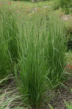 20 tal siergras panicum  karl foerster in pot, Tuin en Terras, Planten | Tuinplanten, Ophalen, Vaste plant