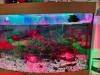 Aquarium, Ophalen, Gebruikt, Gevuld zoetwateraquarium