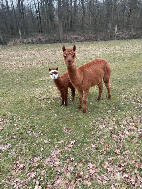 Alpaca met veulentje, Dieren en Toebehoren, Overige Dieren