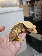 0.1 RTB bewezen Extreme Tricolor wimpergekko vrouw, Hagedis, Tam, 3 tot 6 jaar
