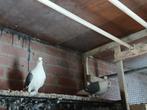 Paar duiven, Dieren en Toebehoren, Meerdere dieren, Overige soorten
