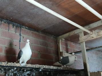 Couple pigeons, Animaux & Accessoires, Oiseaux | Pigeons, Plusieurs animaux, Autres espèces