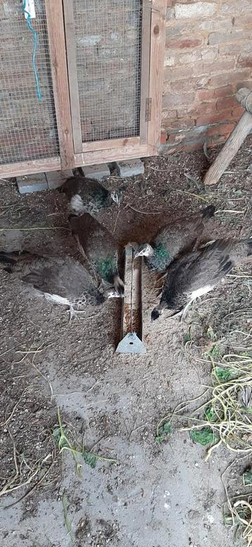 Jonge blauwe pauwen, hanen en hennen.  beschikbaar voor biedingen