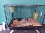 Hamster + toebehoren, Dieren en Toebehoren, November, Hamster, Tam
