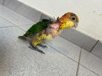 groendij caique, Tam