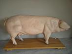 Varken 102  cm  groot  lesmodel  , jaren 80 somso Germany, Antiek en Kunst, Ophalen of Verzenden