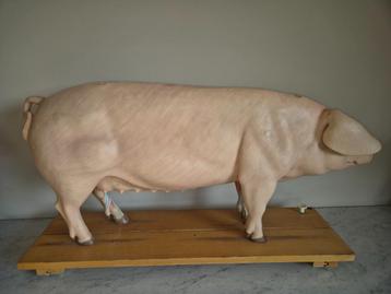 Varken 102  cm  groot  lesmodel  , jaren 80 somso Germany beschikbaar voor biedingen