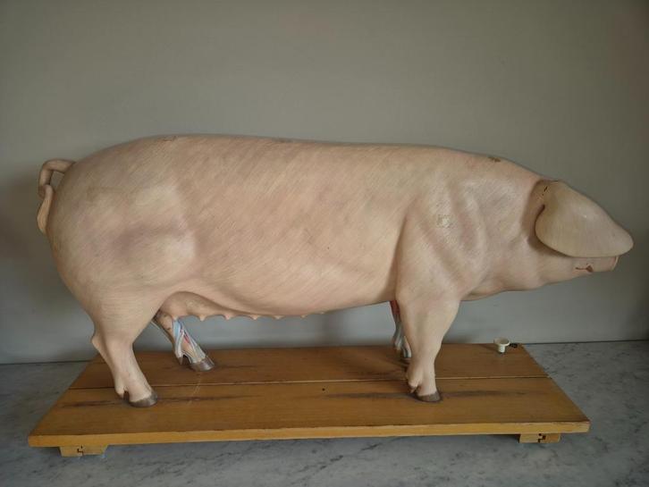 Varken 102  cm  groot  lesmodel  , jaren 80 somso Germany, Antiek en Kunst, Curiosa en Brocante, Ophalen of Verzenden
