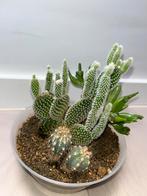 Cactus en Vetplanten Mix, Huis en Inrichting, Ophalen