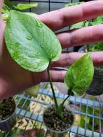 Monstera deliciosa mint variegata #1, Ombre partielle, Plante verte, Enlèvement ou Envoi, Moins de 100 cm