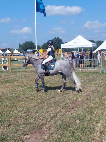 Brave en mooie pony ruin beschikbaar voor biedingen