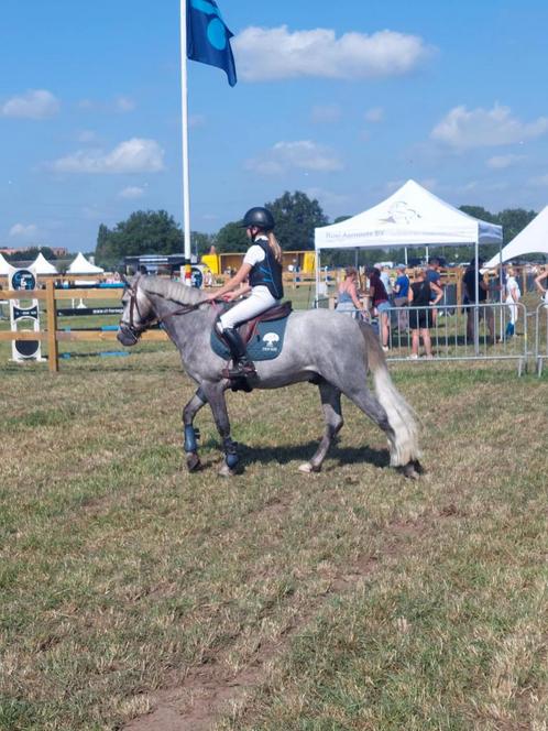 Brave en mooie pony ruin, Dieren en Toebehoren, Pony's, Ruin, B, D pony (1.37m tot 1.48m), Recreatiepony, 3 tot 6 jaar, Gechipt