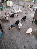 Loopeenden, Dieren en Toebehoren, Pluimvee