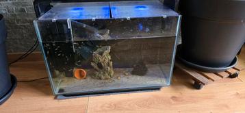 Aquarium superfish home 60 met kleine cycliden  beschikbaar voor biedingen