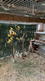 Kanaries, Dieren en Toebehoren, Vogels | Kanaries