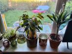 Planten en decoratie, Ophalen