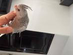 Dieren, Boeken, Dieren en Huisdieren, Ophalen, Nieuw, Vogels