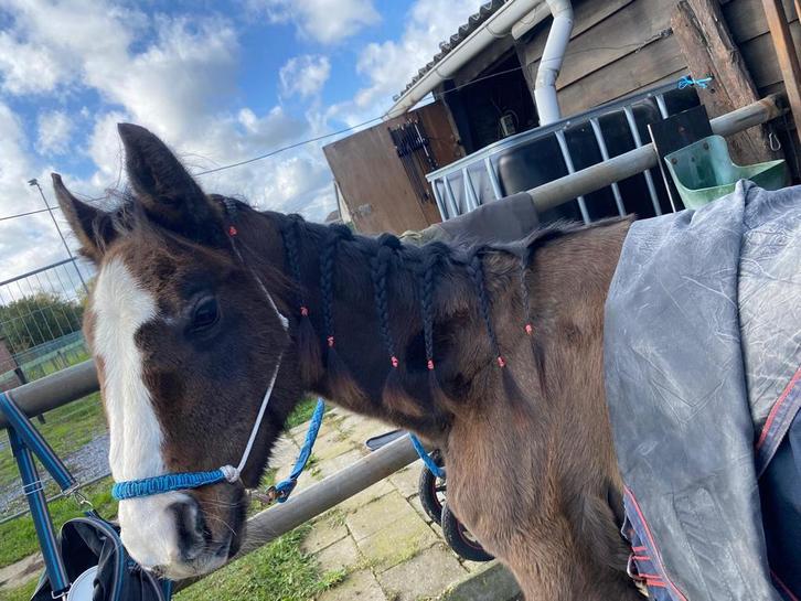 Een zeer lief en leergierig hengstenveulen van 1,5 jaar, Dieren en Toebehoren, Paarden, Hengst, Z, Minder dan 160 cm, 0 tot 2 jaar
