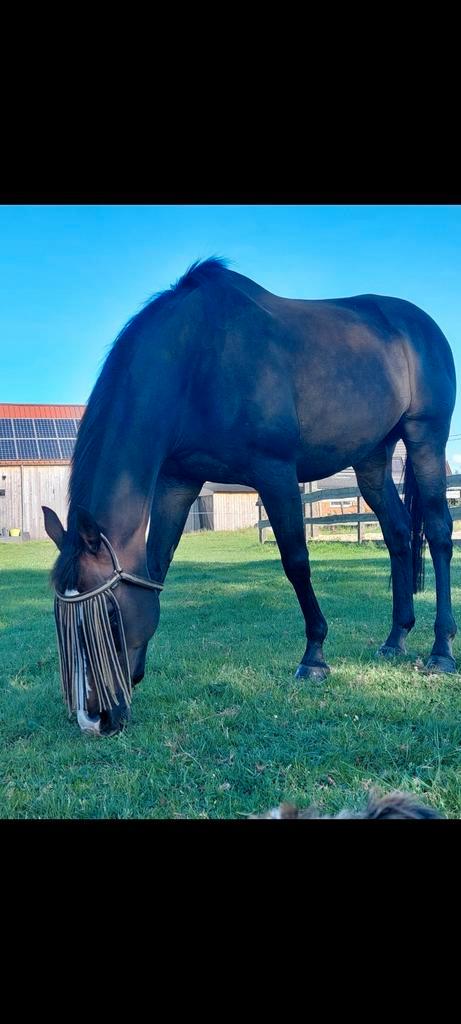 Gouden plaats gezocht voor mijn paard, Dieren en Toebehoren, Paarden, Ruin, Niet van toepassing, 11 jaar of ouder, Met stamboom