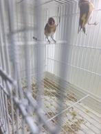 male chardonneret, Animaux & Accessoires, Oiseaux | Canaris