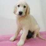 Golden Retriever - belgisch pups te koop, Dieren en Toebehoren, Honden | Retrievers, Spaniëls en Waterhonden, CDV (hondenziekte)
