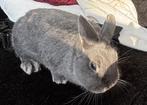 2 konijnen, Dieren en Toebehoren, Konijnen, Meerdere dieren, Dwerg, 0 tot 2 jaar