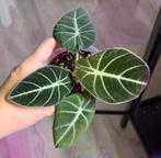 Alocasia black velvet, Enlèvement