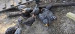 Kippen, Dieren en Toebehoren, Meerdere dieren, Kip