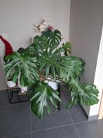 Monstera, Enlèvement, En pot