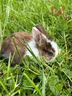 Petits lapins apprivoisés à vendre