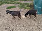 Jong bokje, Dieren en Toebehoren, Schapen, Geiten en Varkens