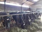 vaarsen holstein, Dieren en Toebehoren, Runderen, Vrouwelijk