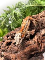 Gargoyle female