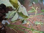 Wandelend blad P. letiranti, Dieren en Toebehoren, Insecten en Spinnen, Wandelende tak