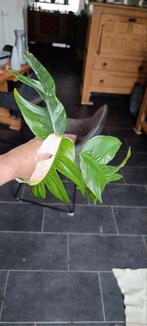Epipremnum pinnatum albo Variegata, Huis en Inrichting, Kamerplanten, Ophalen