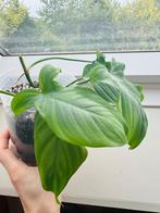 philodendron camposportoanum, Overige soorten, Halfschaduw, In pot, Bloeiende kamerplant