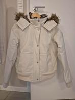 Winterjas Hollister, Kleding | Dames, Ophalen of Verzenden, Nieuw