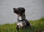 Jackrussel dekreu, Dieren en Toebehoren, Honden | Dekreuen, België, Fokker | Hobbymatig, Reu, CDV (hondenziekte)