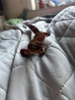 Koppel luipaard gekko, Overige soorten, Tam, 0 tot 2 jaar