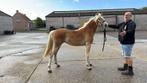 HAFLINGER JAARLING MERRIE, Dieren en Toebehoren, Merrie, Onbeleerd, Gechipt, 0 tot 2 jaar