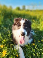 Australische herder / Aussi / Australian shepherd, Dieren en Toebehoren, België, CDV (hondenziekte), 8 tot 15 weken, Teef