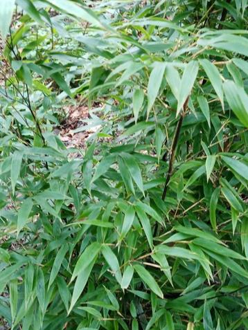 Zwarte bamboe - niet woekerend, Tuin en Terras, Ophalen, Overige soorten