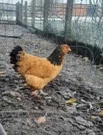 Trio brahma kippen TT kwaliteit, Dieren en Toebehoren, Pluimvee, Meerdere dieren, Kip