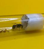 Messor Barbarus mieren Koningin met broed, Mieren