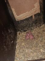 Bébés perruches collier, au nid., Dieren en Toebehoren, Vogels | Parkieten en Papegaaien
