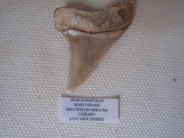 Formidabele tand van Isurus Hastalis (haai), Miocene Huarra beschikbaar voor biedingen
