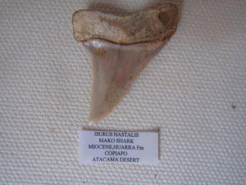 Formidabele tand van Isurus Hastalis (haai), Miocene Huarra, Verzamelen, Mineralen en Fossielen, Fossiel, Ophalen of Verzenden