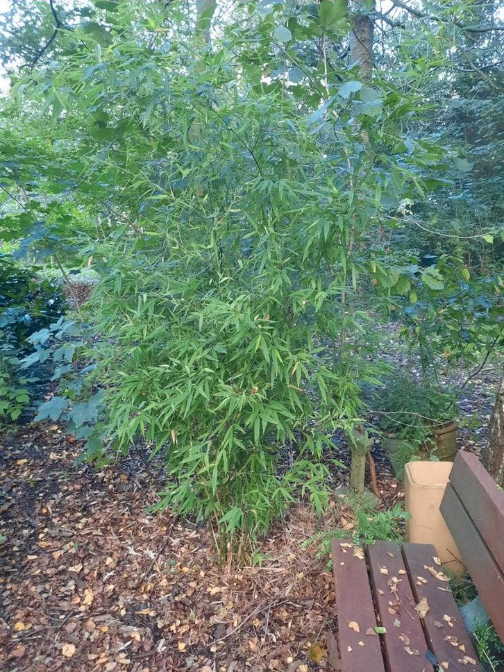 Grote Bamboe  Phyllostachys aureosulcata Spectabilis, Tuin en Terras, Planten | Tuinplanten, Vaste plant, Overige soorten, Volle zon